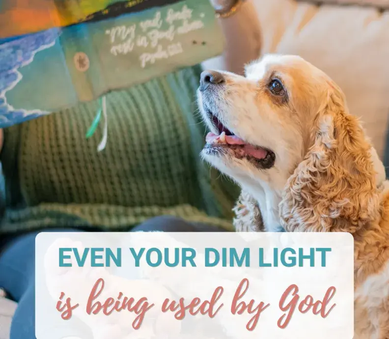 A tan cocker spaniel dog looks up at a person holding a colorful book. Text overlay reads, Even your dim light is being used by God—Proverbs 13:9.