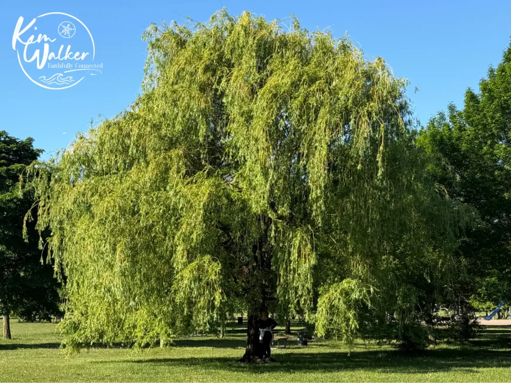 A photo of a weeping willow tree on a bright day